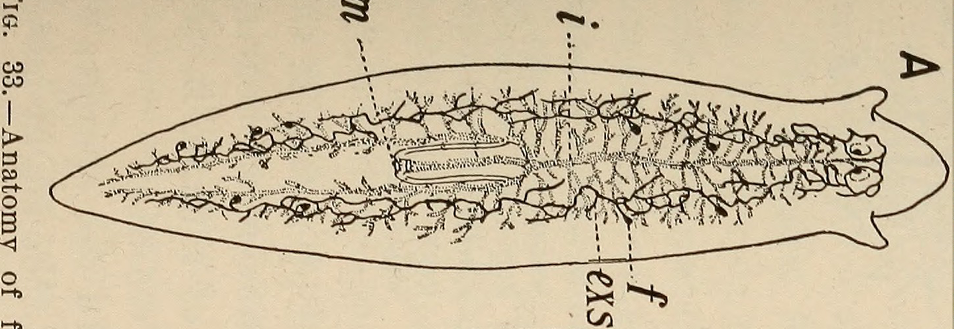 flatworm