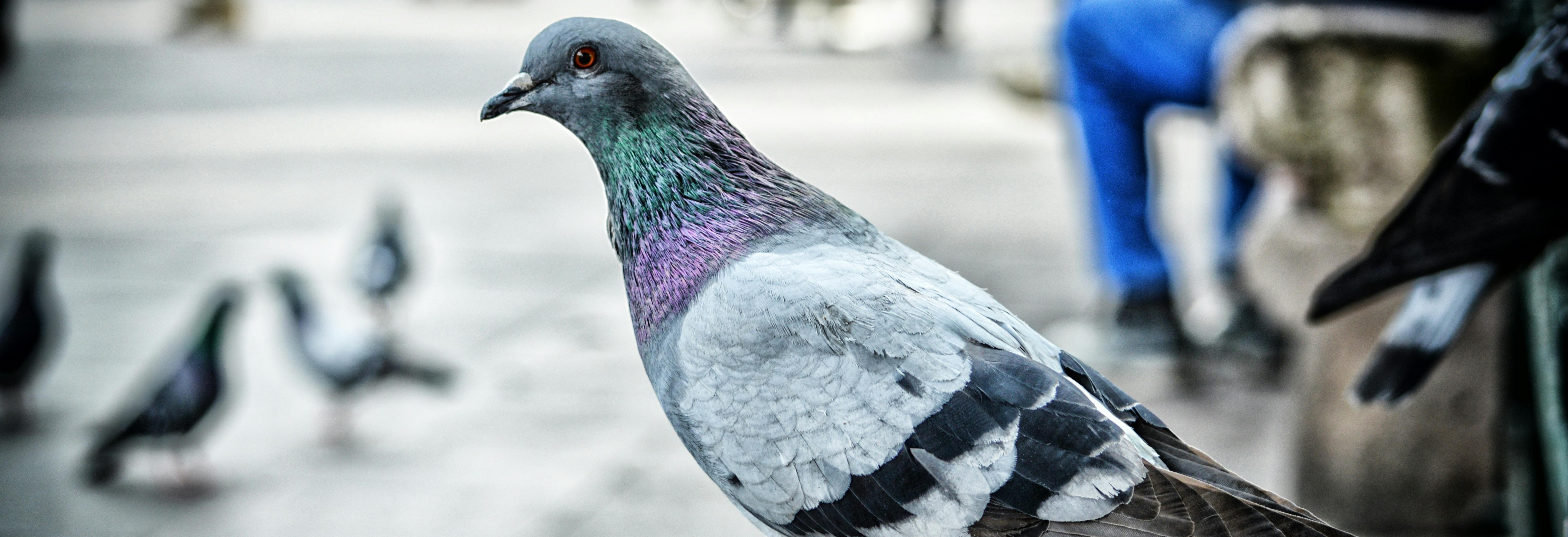 pigeon